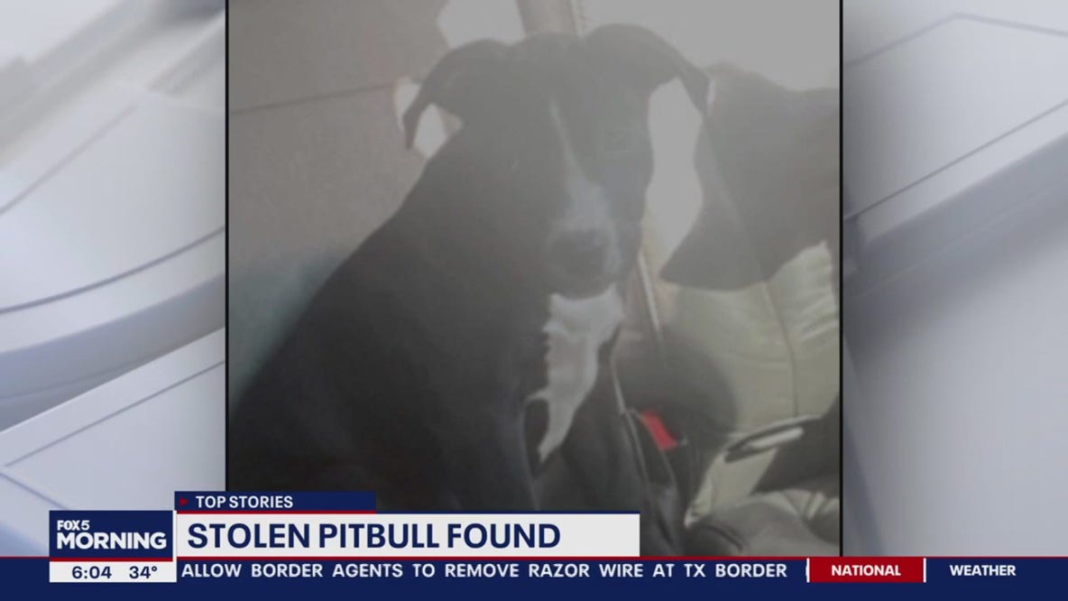 Pit bull named ‘Lola’ reunited with owners after stolen during New Year’s Eve burglary in DC